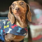 Small Dog Rehoming | 100% Cage-Free Home-to-Home Transitions 38 3 year old female Daxie