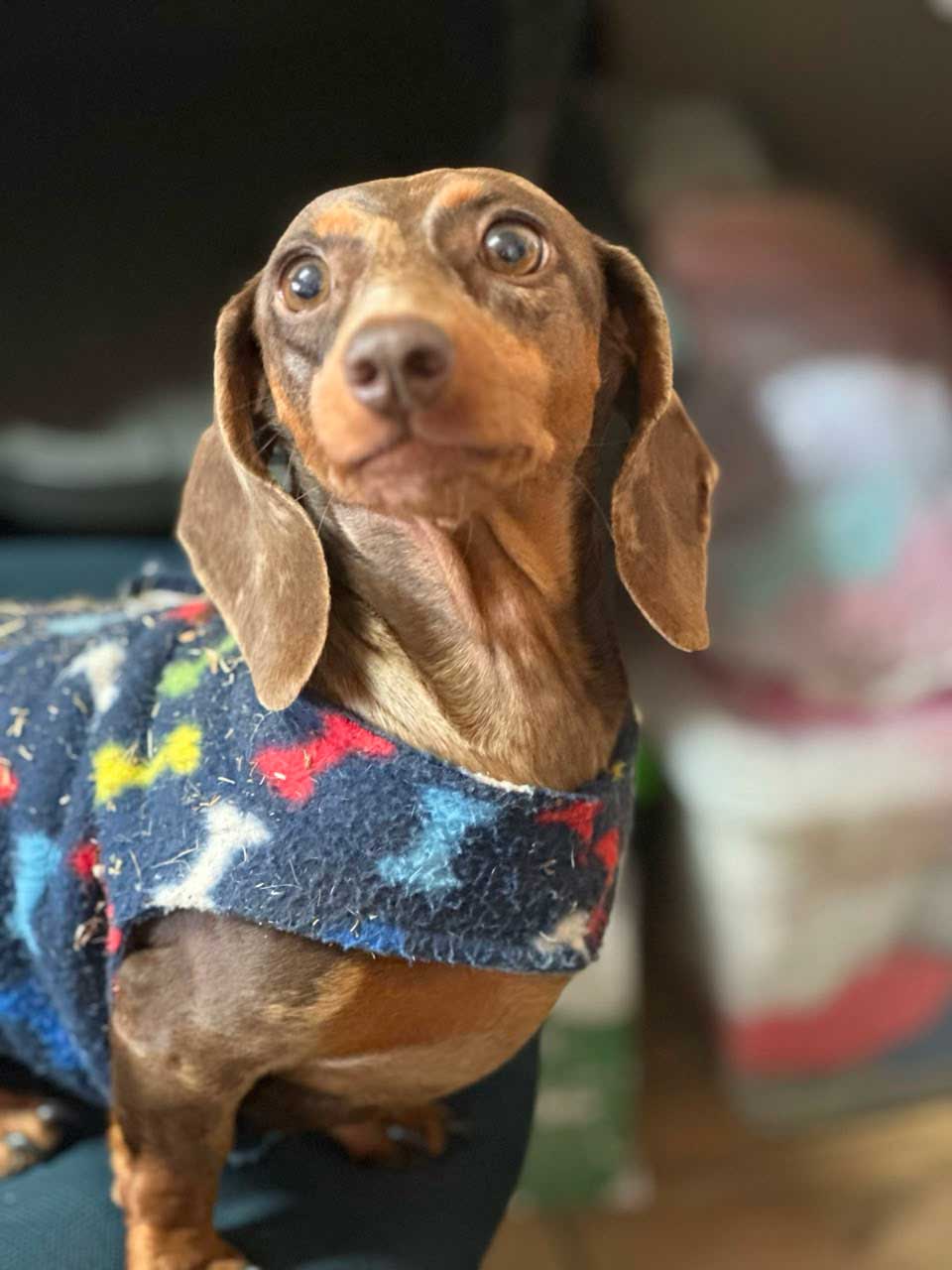 rehoming review Pennie
3 year old female Daxie