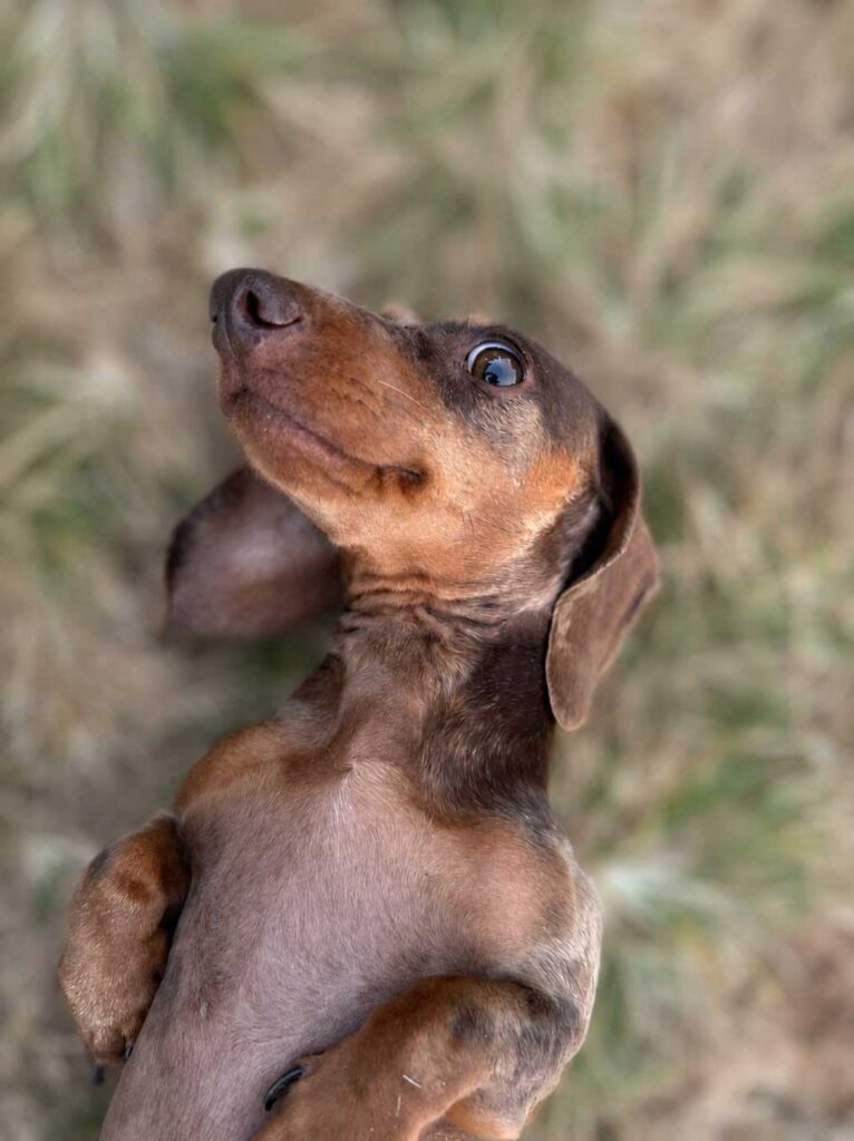 ADOPTED | Miniature Dachshund Pennie | SDA2630 Elite Companion 3 Pennie Dapple Dachshund Female 7