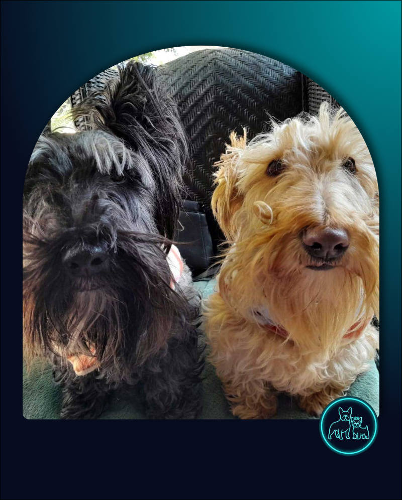ADOPTED | Scottish Terriers Gracie & Frankie | SDA2617 Elite Companions 1 Scottish Terriers Gracie & Frankie