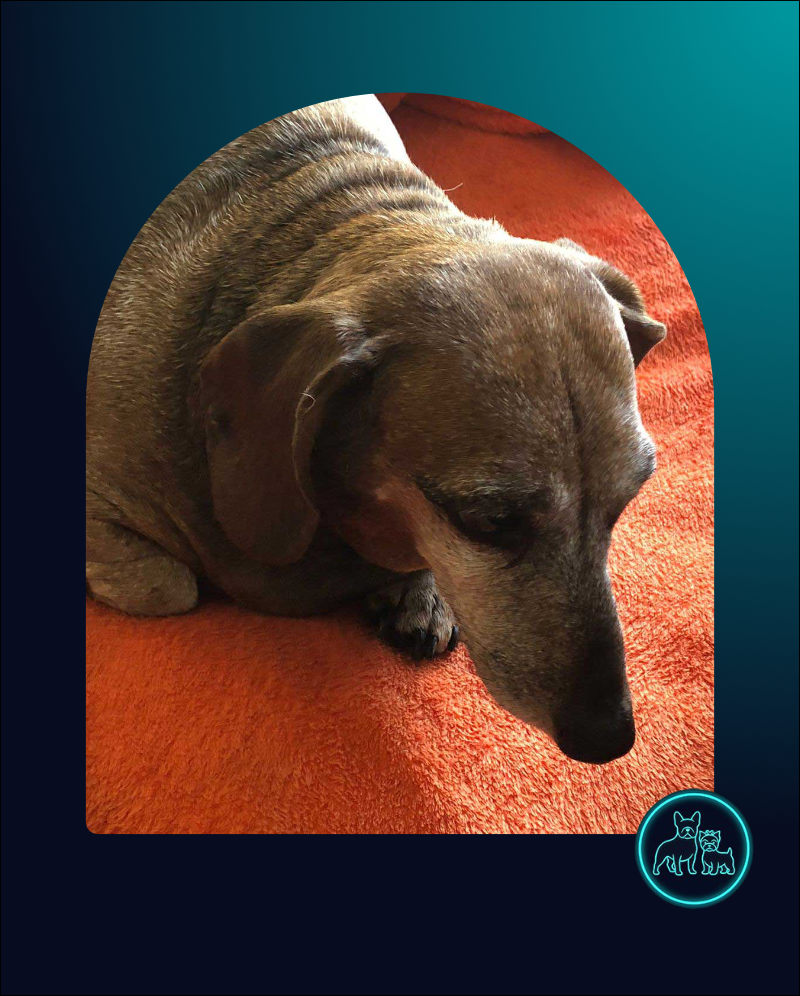 Adopt Senior Dachshund Pavlo | SDA2618 Elite Companion 2 Senior Dachshund Pavlo available for adoption