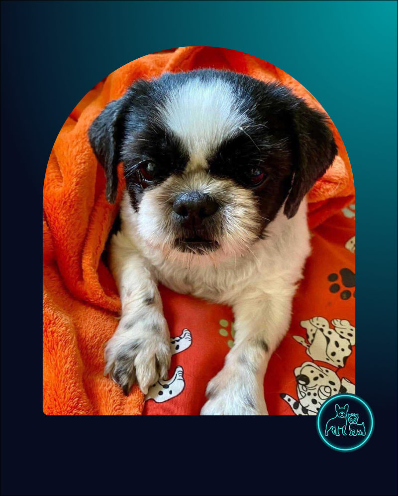 Pasha Shih Tzu Female