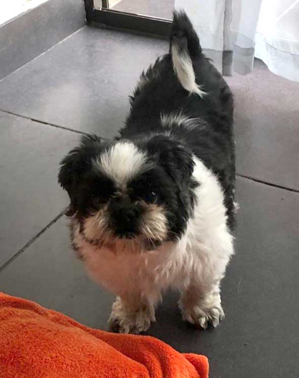 Senior Shih Tzu female