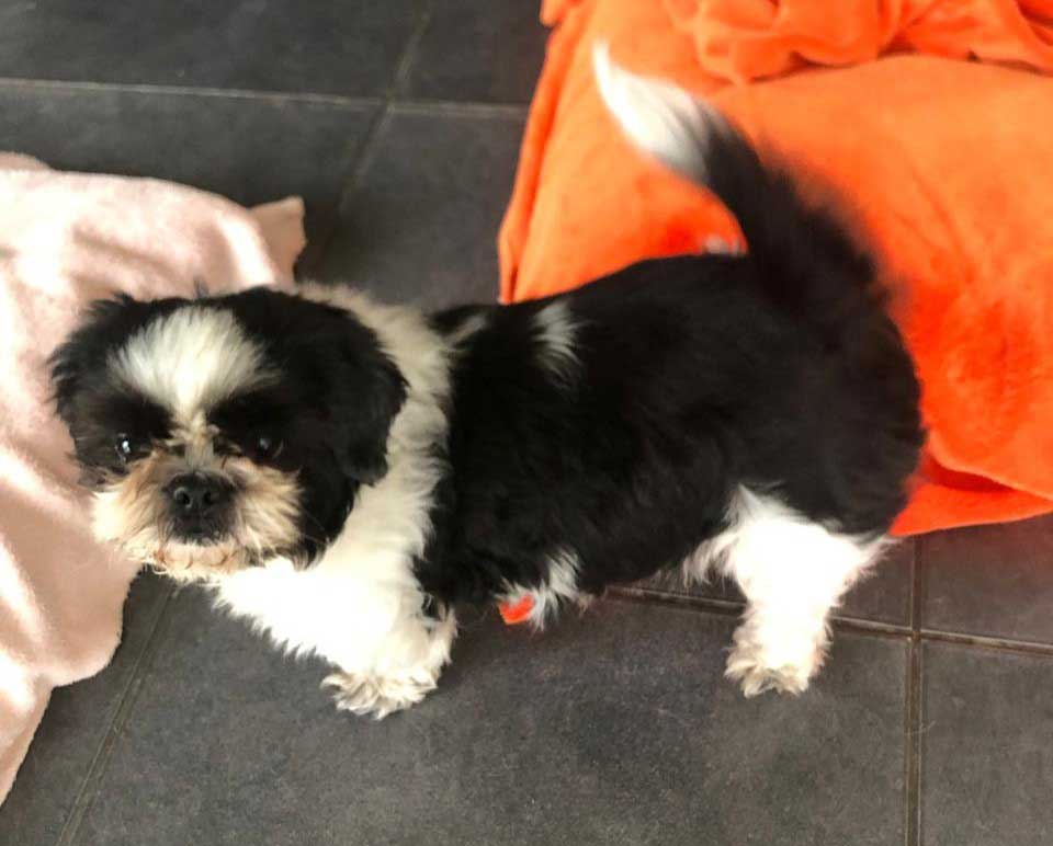 Shih Tzu Female
