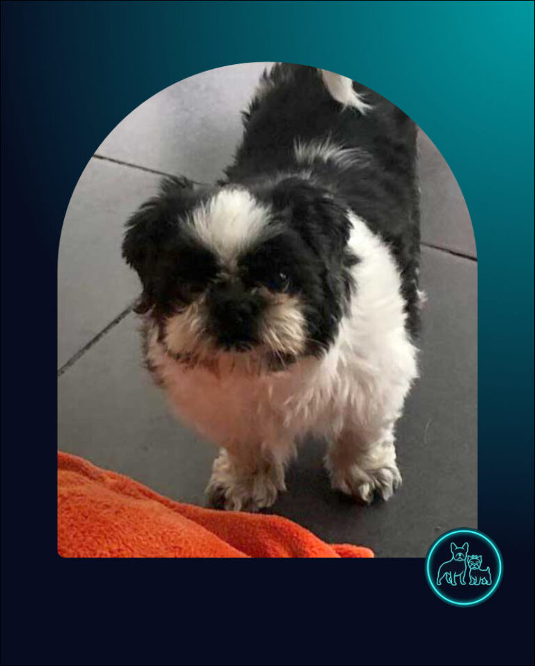 Adopt Shih Tzu Pasha | SDA2620 Elite Companion 8 Senior Shih Tzu Pasha Female