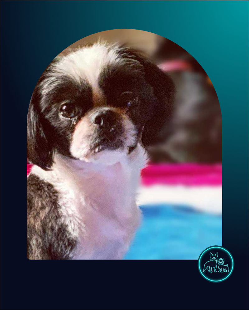 Adopt Pasha the Shih Tzu