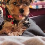 Small Dog Rehoming | 100% Cage-Free Home-to-Home Transitions 36 Yorkshire Terrier Puppy male