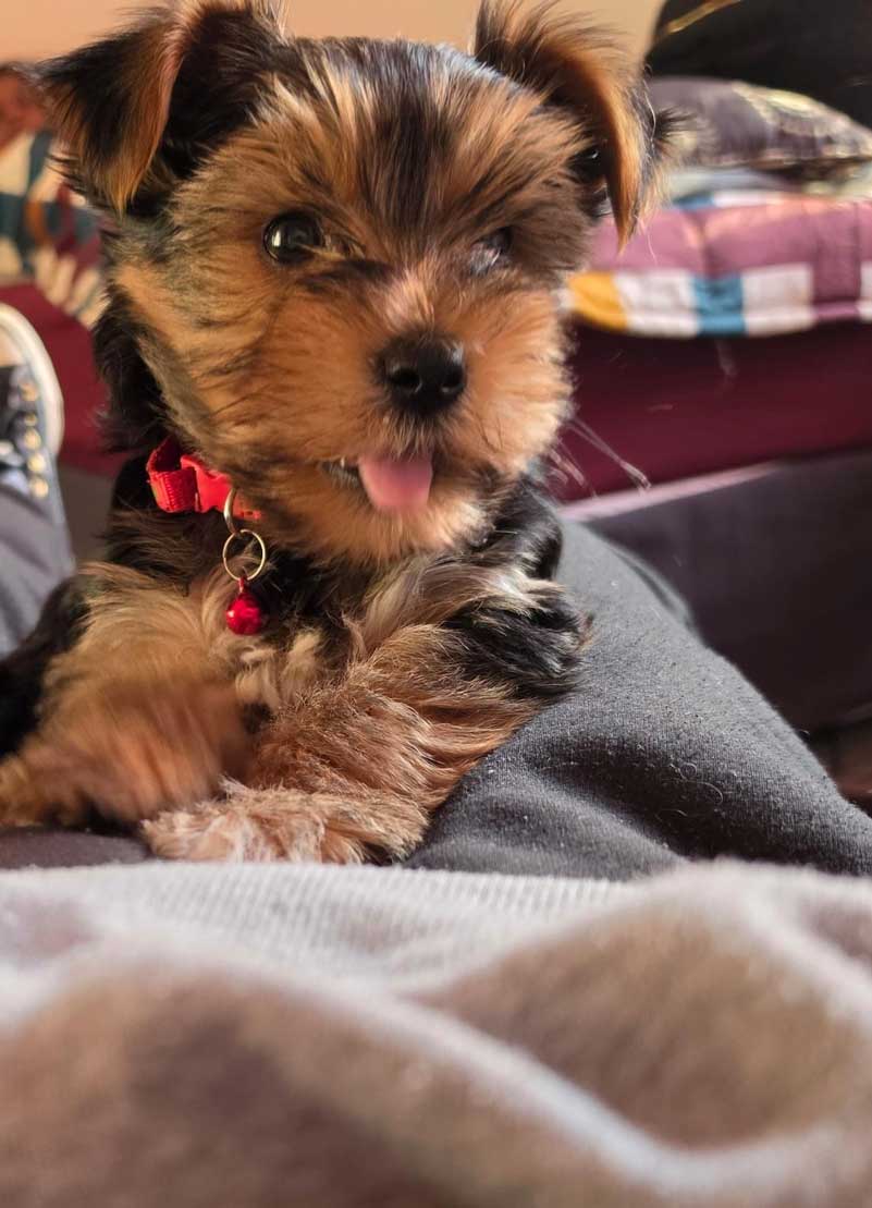 Rehoming Review 9 Week Old Yorkie Puppy | Yorkshire Terrier 1 Rehoming Review 9 Week Old Yorkie Puppy | Yorkshire Terrier