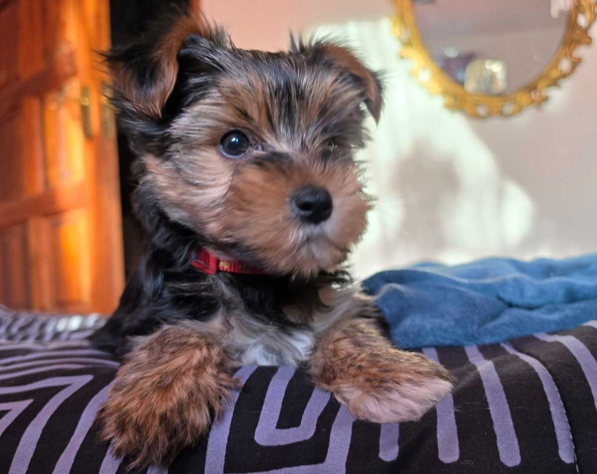 Rehoming Review 9 Week Old Puppy
small male Yorkshire Terrier Puppy
