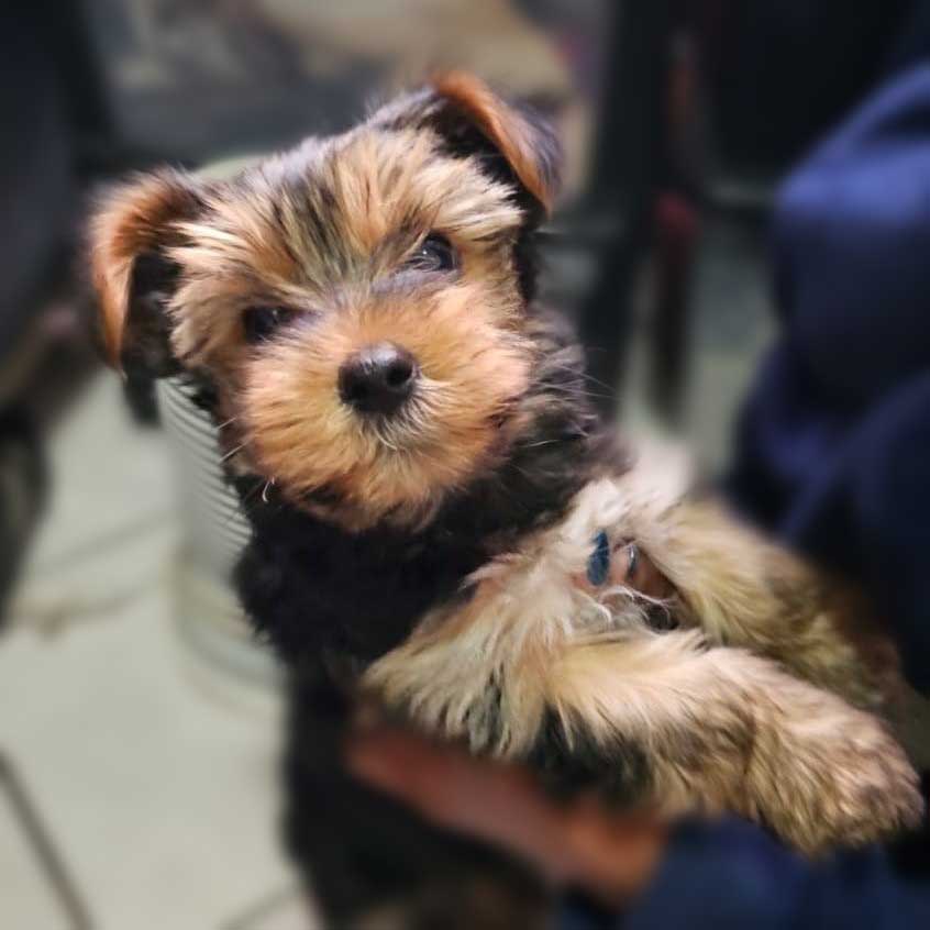 ADOPTED | 9 Week Old Yorkie Puppy Male | SDA2627 Elite Companion 6 9 week old Male Yorkie Puppy