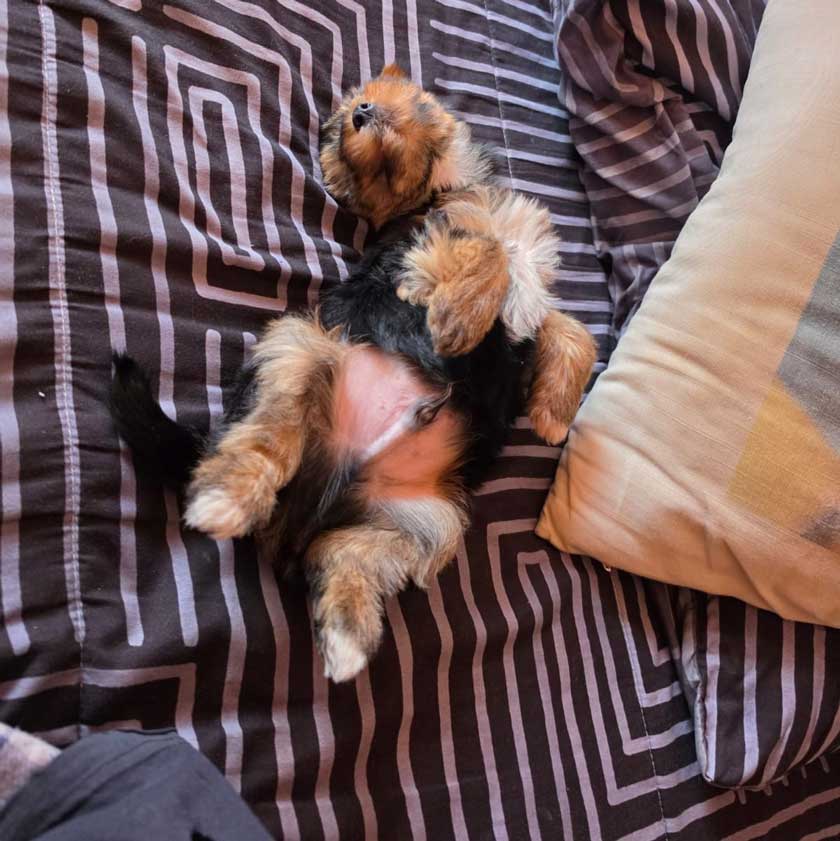 ADOPTED | 9 Week Old Yorkie Puppy Male | SDA2627 Elite Companion 8 Yorkie Puppy