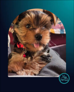 ADOPTED | 9 Week Old Yorkie Puppy Male | SDA2627 Elite Companion
