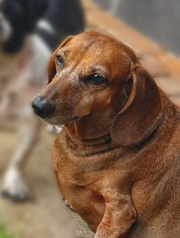 Adopt Senior Dachshund Pavlo | SDA2618 Elite Companion 3 senior male Dachshund