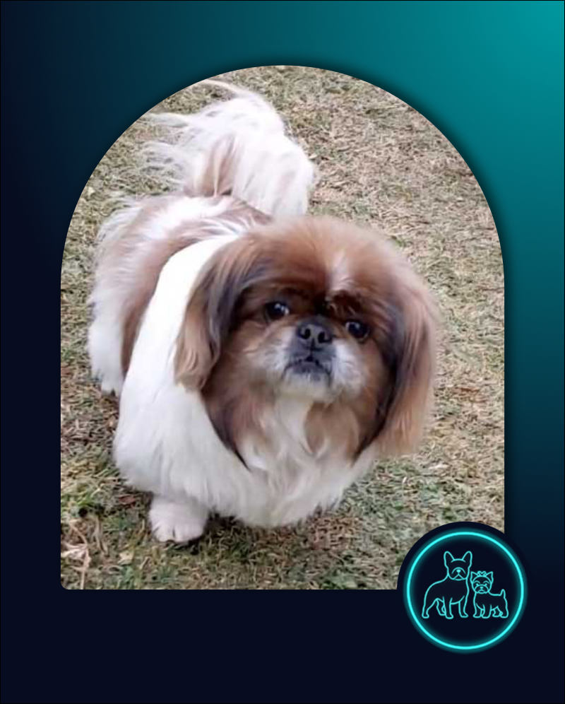11 year old female Pekingese Buttercup