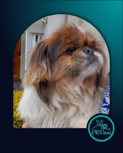 ADOPTED | Senior Pekingese Buttercup | SDA2632 Elite Companion