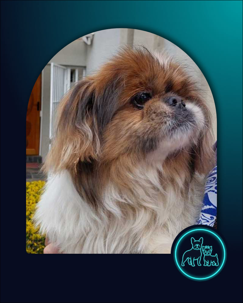 Senior Pekingese Buttercup
