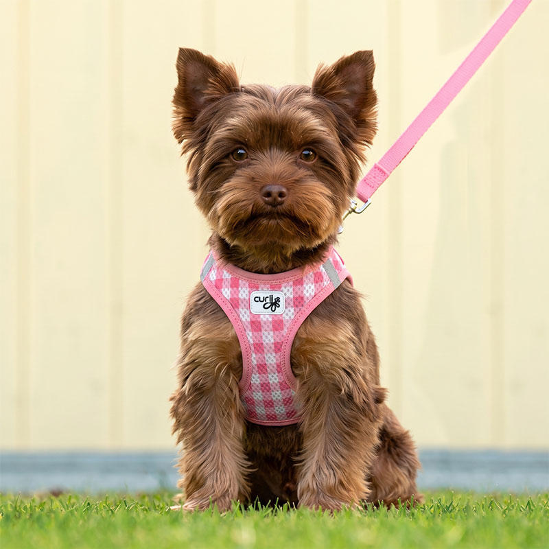 Chocolate Yorkshire Terrier wearing a Curly harness