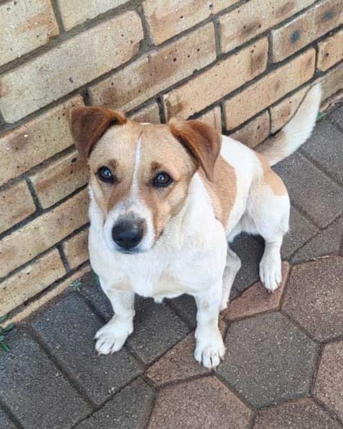 Adopt Jack Russell Cross Fergie | SDA2631 Elite Companion 5 Jack Russell Female for adoption