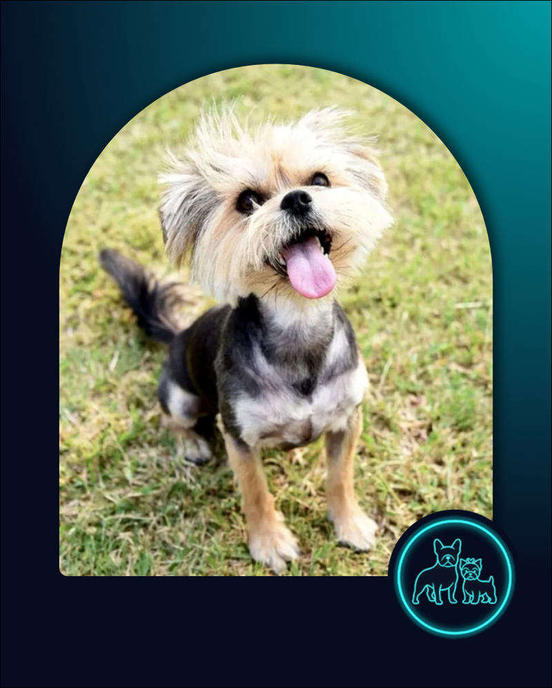 Adopt Morkie Female Krummel