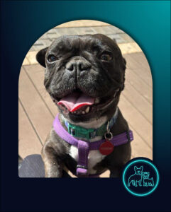 ADOPTED | French Bulldog Layla | SDA2633 Elite Companion