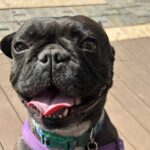happy three year old female French Bulldog Layla, available for adoption through Small Dog Adoptions & Rehoming