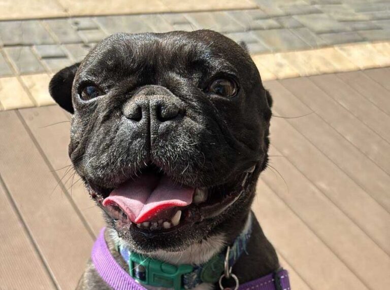 happy three year old female French Bulldog Layla, available for adoption through Small Dog Adoptions & Rehoming