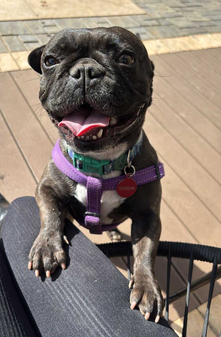 happy three year old female French Bulldog Layla, available for adoption through Small Dog Adoptions & Rehoming