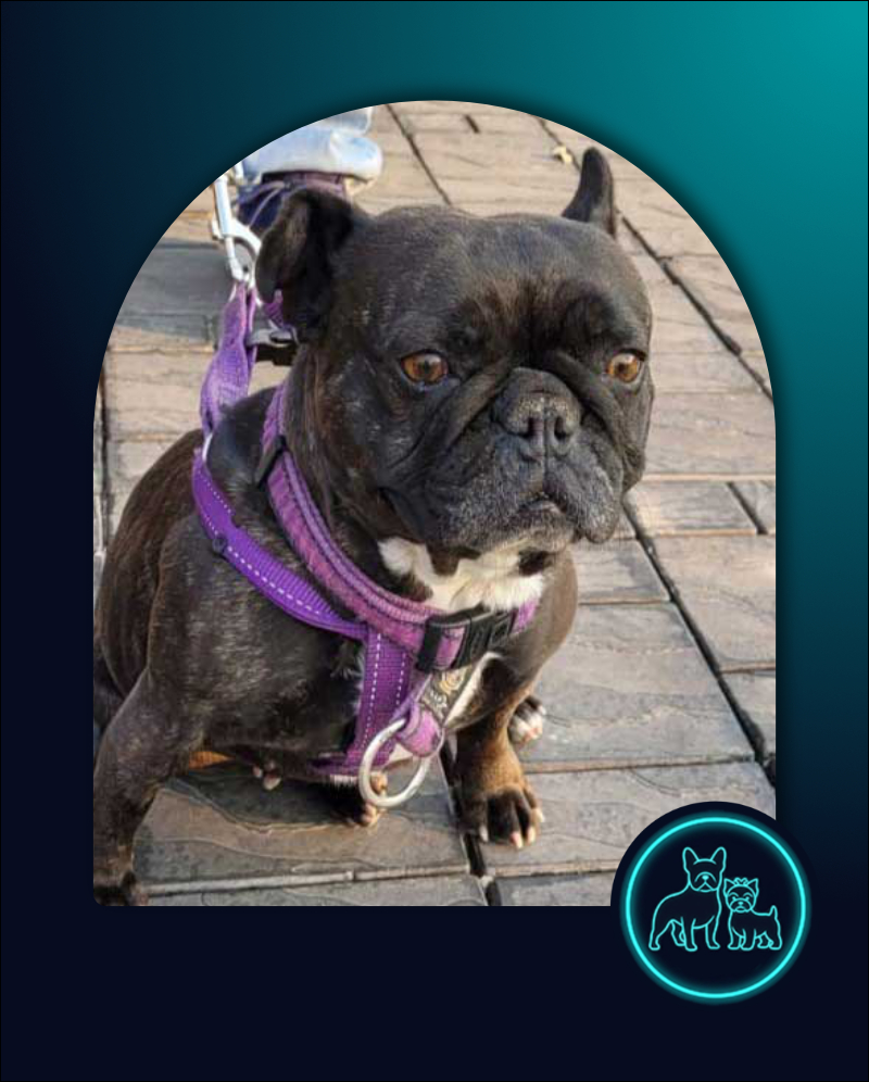 Adopt French Bulldog Layla | SDA2633 Elite Companion 2 3 year old French Bulldog Layla
