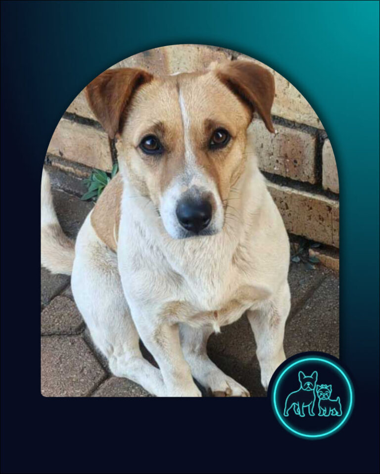 Adopt Jack Russell Cross Fergie | SDA2631 Elite Companion 1 Jack Russell Cross Fergie