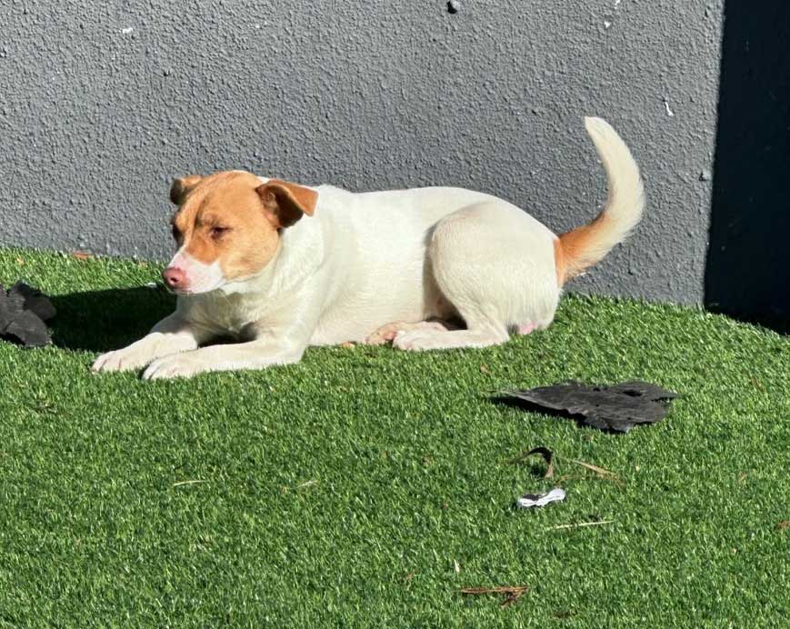 Luna 11 month old female Jack Russell Puppy