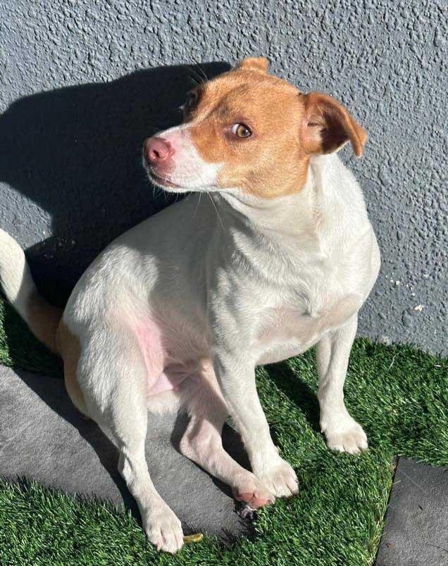 11 month old female Jack Russell Puppy up for adoption through Small Dog Adoptions & Rehoming