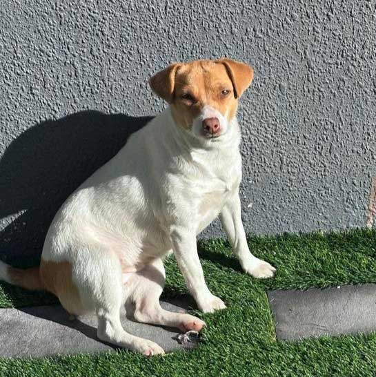 Young female puppy, Jack Russell Terrier