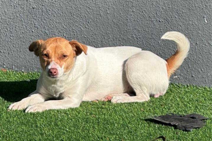 Luna 11 month old female Jack Russell Terrier Puppy