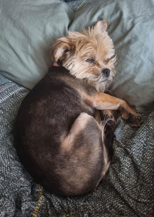 Sleeping Morkie