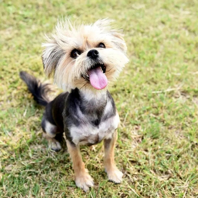 Adopt Krummel a 6 year old female Morkie