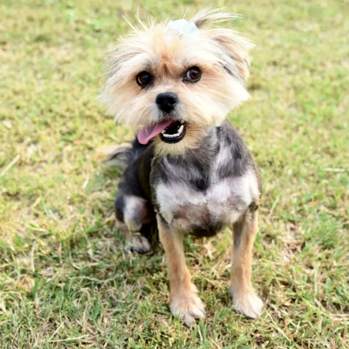 Maltese cross Yorkshire Terrier Female Krummel