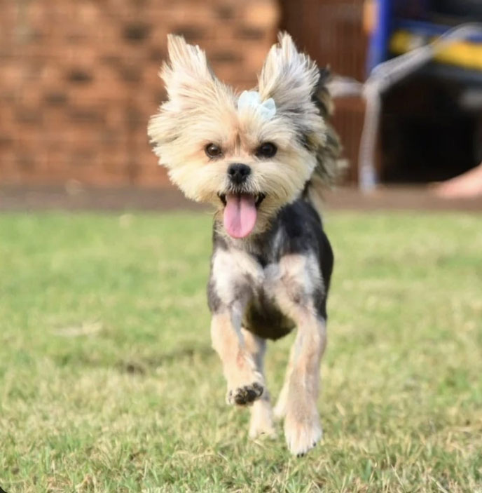 rehoming of small dogs, Female Morkie Krummel