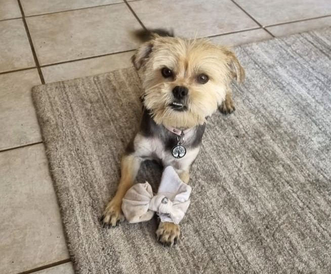adult Morkie female for adoption through Small Dog Adoptions & Rehoming