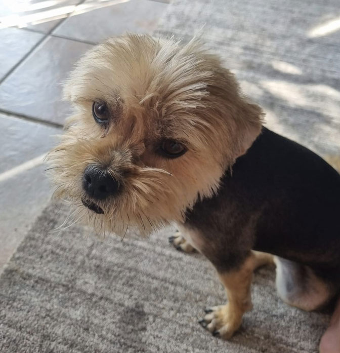 Yorkie cross Maltese Female Krummel