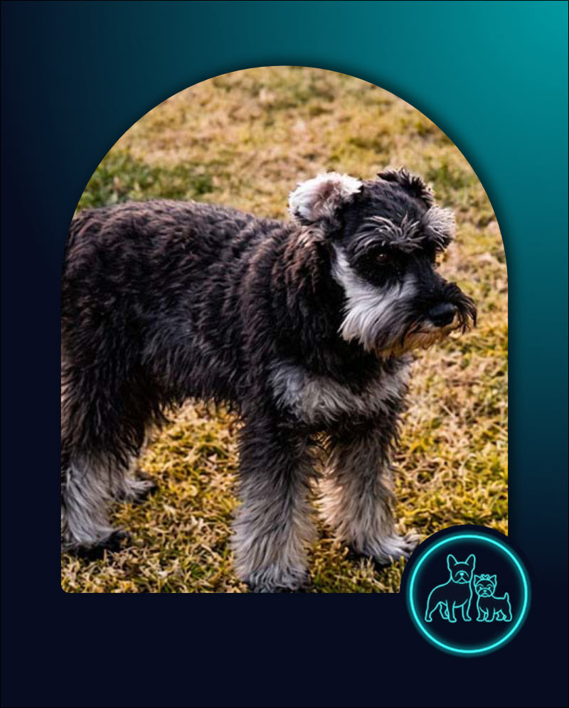 Adopt Miniature Schnauzer Puppy | SDA2636 Elite Companion 2 Miniature Schnauzer Puppy