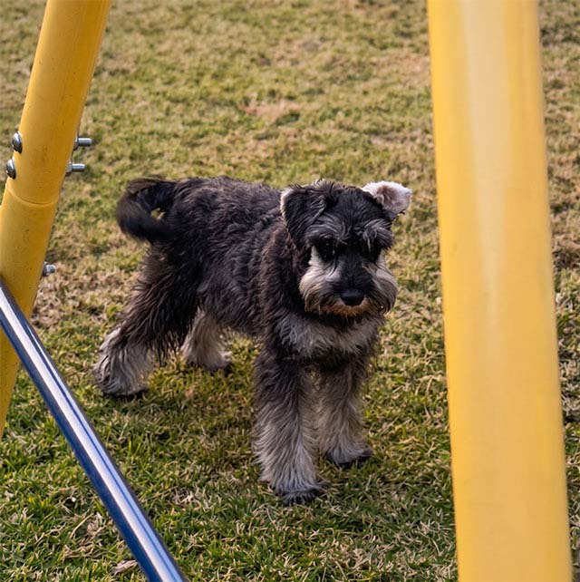 Adopt Miniature Schnauzer Puppy | SDA2636 Elite Companion 6 adopt Miniature Schnauzer Puppy