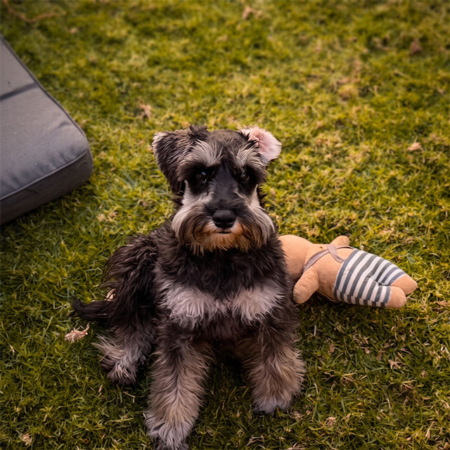 Adopt Miniature Schnauzer Puppy | SDA2636 Elite Companion 4 adopt 6 month old Miniature Schnauzer Puppy from Small Dog Adoptions & Rehoming