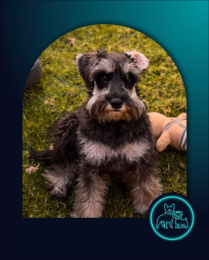 Adopt Miniature Schnauzer Puppy | SDA2636 Elite Companion 1 6 month old Miniature Schnauzer Puppy