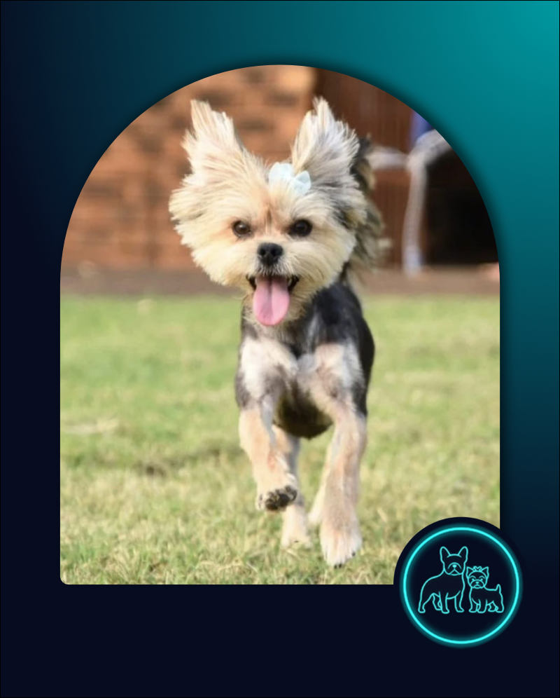 6 year old Adopt Morkie Female Krummel