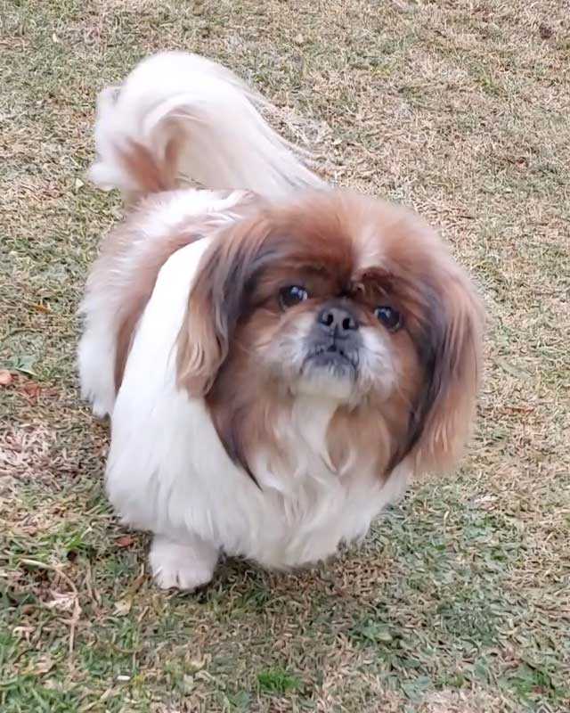 Senior Peke Buttercup 11 years old