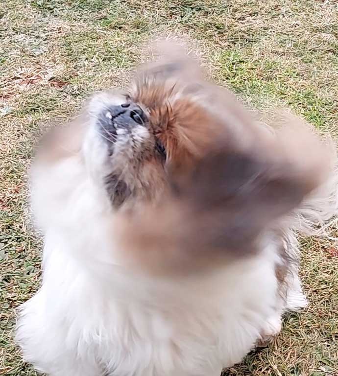 Happy female Peke