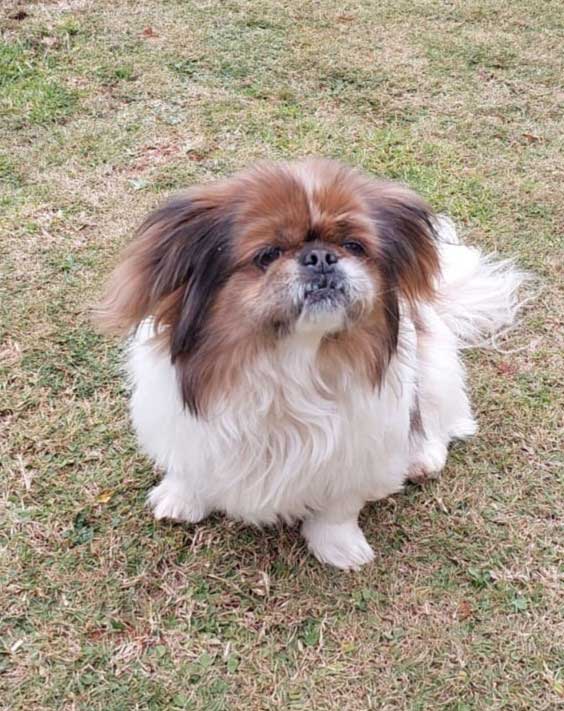 Buttercup is an 11 year old female Peke