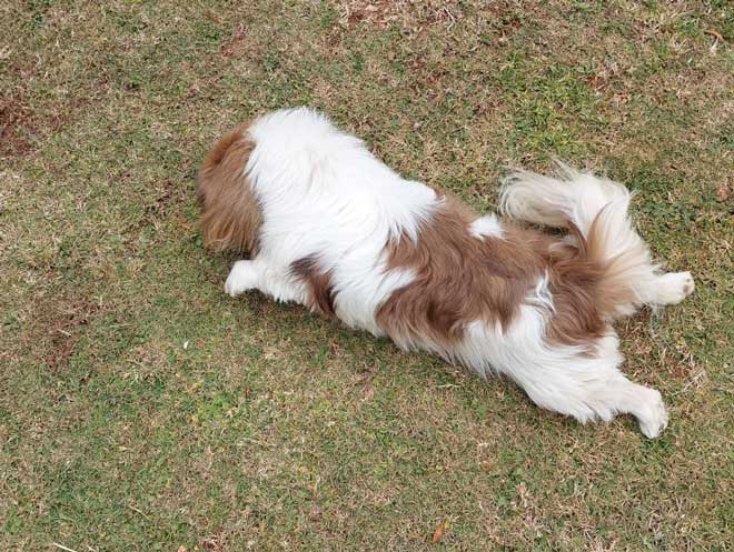 Female Peke Buttercup