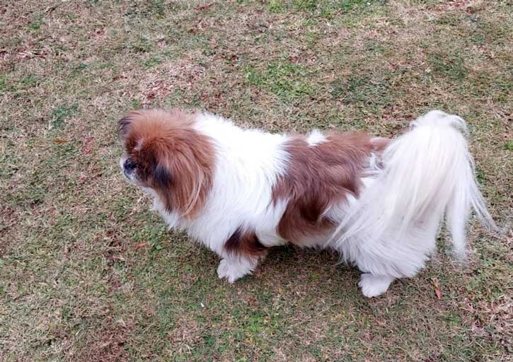 Buttercup a senior female Pekingese