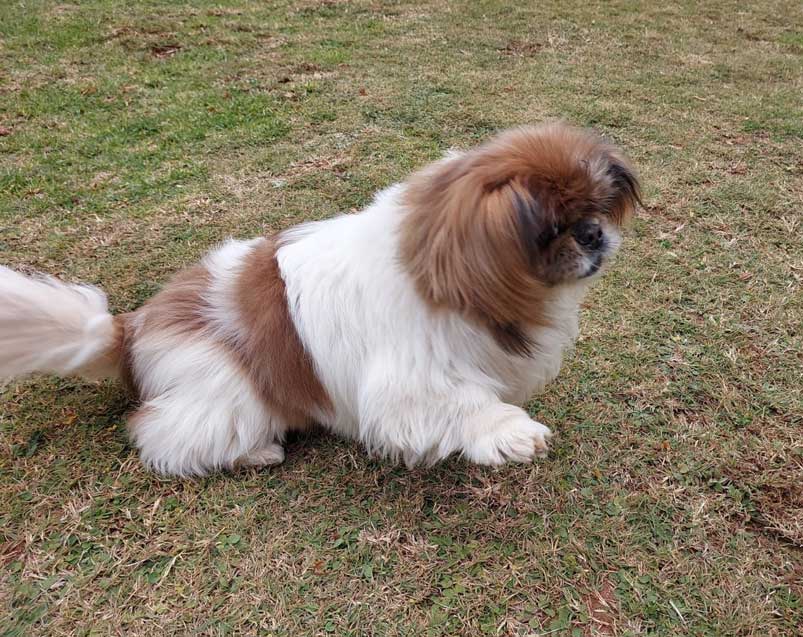 Female Peke, available for adoption in Krugersdorp